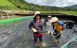 Lên núi nuôi cá tầm, người đàn ông thu về bạc tỉ