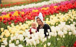 Lễ hội hoa tulip tại Hà Lan: sự kiện không thể bỏ qua khi đến châu Âu