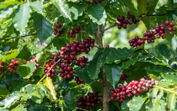 Giá cà phê robusta thẳng tiến đến mốc 5.000 USD/tấn