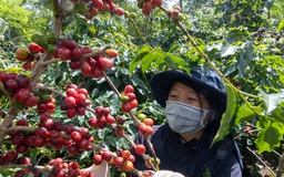 Tiếp tục tăng mạnh, giá cà phê robusta gần chạm mốc lịch sử
