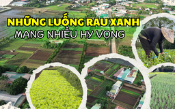 Buôn Ma Thuột: Nhiều vườn rau tất bật vào vụ tết