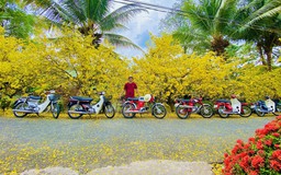 Vườn mai 'khủng' 200 cây bung nở vàng rực, cho khách chụp hình miễn phí