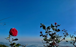 Những bụi hồng trên đèo Đại Ninh