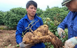 Người thợ mỏ về hưu đam mê trồng củ đậu ‘khủng’ chơi tết