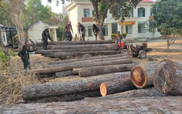 Gia Lai: Công an xác định 30 người tham gia phá rừng trong đêm 30 tết