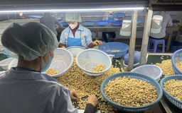 Ngành điều thừa nhận nguy cơ sụp đổ vì tranh mua, tranh bán