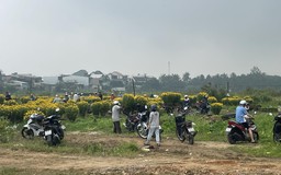 Bị ‘bom hàng’ hoa cúc sát tết, 3 nông dân cảm kích khi nhiều người cùng giải cứu