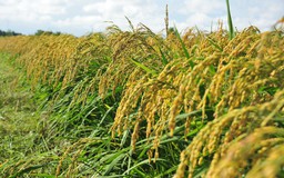 Sản lượng gạo của Ấn Độ giảm, Indonesia gặp khó với gói thầu mới