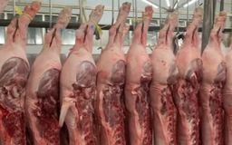 Giá heo hơi hôm nay 13.3.2024: Bất ngờ tăng mạnh