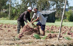 Hành tím Vĩnh Châu thu hoạch rộ, nông dân mừng vì trúng mùa