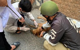 Bình Thuận: Chó dại thả rông cắn 4 người ở TP.Phan Thiết