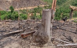 Quảng Trị: Người đàn ông tử vong khi đi đốt thực bì ở rừng tràm