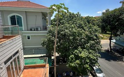 Chủ nhân cây đu đủ cao gần 12 m ở Phú Mỹ Hưng: Tiết lộ điều bất ngờ