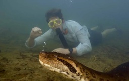 Trăn lớn nhất thế giới ở rừng Amazon chết chỉ 5 tuần sau khi được phát hiện