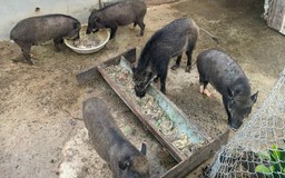  Xuất hiện ổ dịch tả lợn châu Phi ở Lâm Đồng