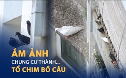 Dân chung cư ám ảnh với đàn chim bồ câu hàng trăm con gây ô nhiễm