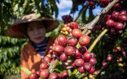 Giá cà phê Tây nguyên ‘đón lõng’ thị trường thế giới