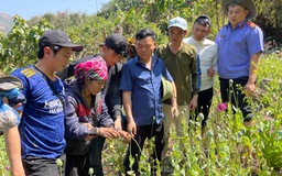 Tạm giữ người phụ nữ 67 tuổi trồng 3.200 cây thuốc phiện trong rừng sâu