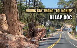 Hàng loạt cây thông nguy cơ chết đứng dọc đèo Prenn mới mở rộng