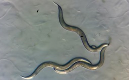 'Siêu sâu' xuất hiện ở vùng đất thảm họa hạt nhân Chernobyl?