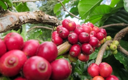 Giá cà phê tăng mạnh, chuỗi cung ứng có nguy cơ đứt gãy