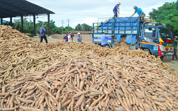 3 tháng, Trung Quốc chi hơn 400 triệu USD nhập khẩu sắn Việt Nam