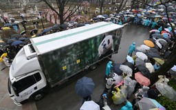 Dân Hàn Quốc đội mưa, rơi lệ tiễn gấu trúc Phúc Bảo về Trung Quốc