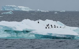 Nam Cực nóng bất thường, điềm báo về thảm họa địa cầu