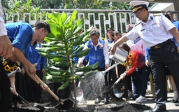 Trồng cây bàng vuông giữa lòng TP.HCM