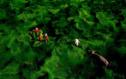 Ngắm khung cảnh Việt Nam trong 100 bức ảnh đẹp nhất thế giới chụp từ trên cao