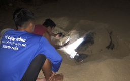 Rùa biển 90 kg đẻ trứng ở bãi biển Quy Nhơn sau 2 năm vắng bóng