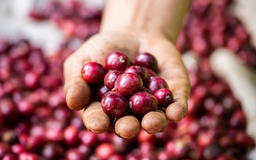 ‘Thế giới cần cà phê robusta Việt Nam, biến động giá là bình thường’