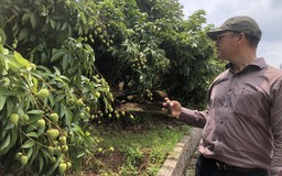 Mất mùa vải, nông dân Bắc Giang thất thu hàng nghìn tỉ