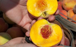 4 loại trái cây vào mùa hè cực tốt cho tim mạch