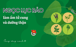 Cùng sống xanh số 88: Chữa khỏi ung thư gan, chị Phượng tri ân cây dược liệu bằng vùng trồng hơn 700 ha