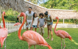 Các điểm du lịch ấn tượng tại thủ đô Nassau, Bahamas