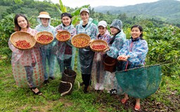 Tới Khe Sanh uống cà phê, tour du lịch kết nối hiện tại - quá khứ