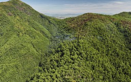 Cháy rừng trên đỉnh núi ở Bình Định đã được dập tắt