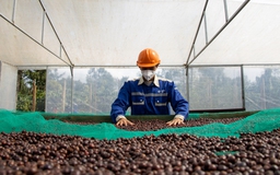 Giá cà phê arabica giảm mạnh
