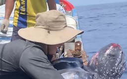 Rùa biển quý hiếm mắc lưới được ngư dân Quảng Nam thả lại biển
