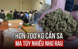 Đường dây buôn ma túy nhiều như rau qua đường bưu chính, thu hơn 700 kg cần sa