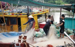 Báo Pháp luật TP.HCM cùng ngư dân Thái Bình 'thắp sáng đèn trên biển'