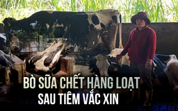 Nông dân mất ăn mất ngủ vì bò sữa chết hàng loạt sau tiêm vắc xin