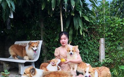 Nuôi chó Corgi, cô gái có doanh thu mỗi tháng hơn 100 triệu đồng