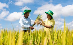 Phân Bón Cà Mau phát triển mô hình trình diễn giúp tăng năng suất cho cây lúa