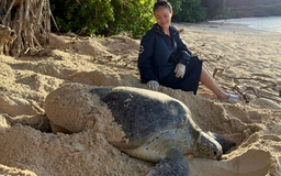 Bà đỡ của hàng trăm mẹ rùa