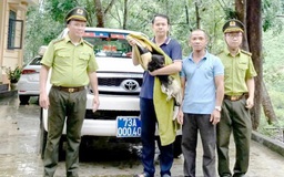 Sau mưa lớn, chim hồng hoàng quý hiếm bay vào vườn nhà dân