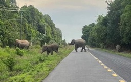 Đồng Nai nghiên cứu mở tour du lịch xem voi hoang dã