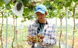 Chàng trai miền Tây 'bắt' nho miền Trung bén rễ trên đất phù sa để làm du lịch