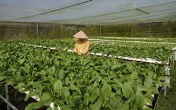 Nữ y sĩ đầu tư 1 tỉ đồng mở rộng 2.000 mét vuông đất trồng rau…